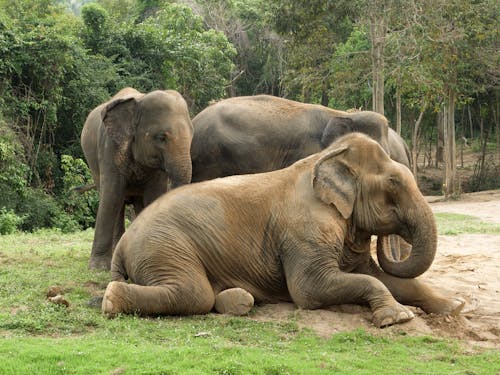 大象坐在地上的照片