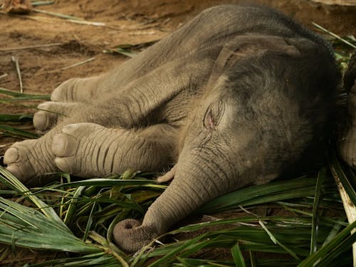 Foto Des Baby Elefanten, Der Auf Dem Boden Schläft