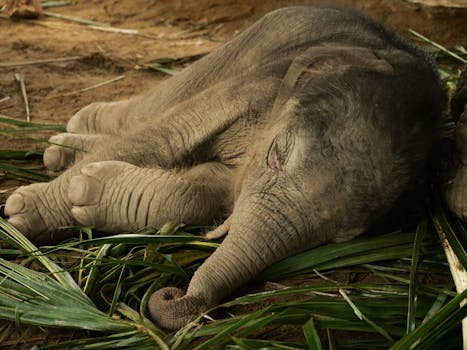 在泰国的一片绿叶上，一只可爱的亚洲象宝宝正安然入睡