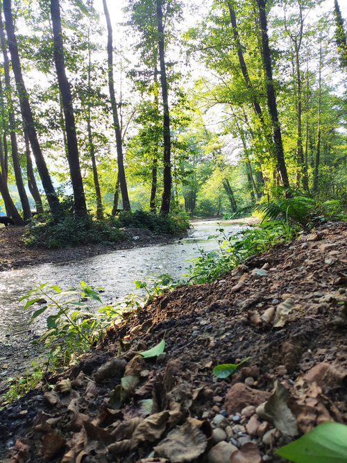 Free Tranquil stream flowing through sun-dappled forest, evoking calm. Stock Photo