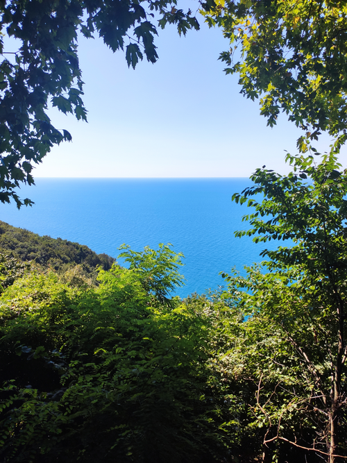 Free Serene ocean view framed by lush green forest foliage. Stock Photo