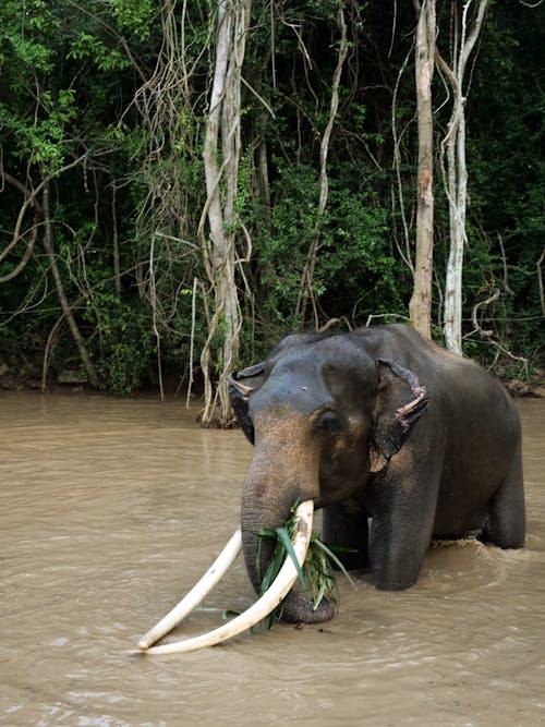 Black Elephant with Tusks in the River