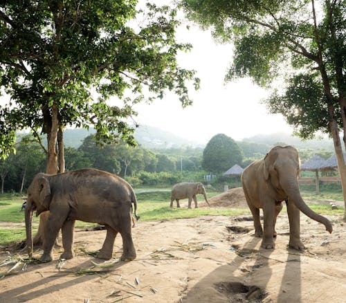 Бесплатное стоковое фото с азиатский слон, под деревом, фотографии животных