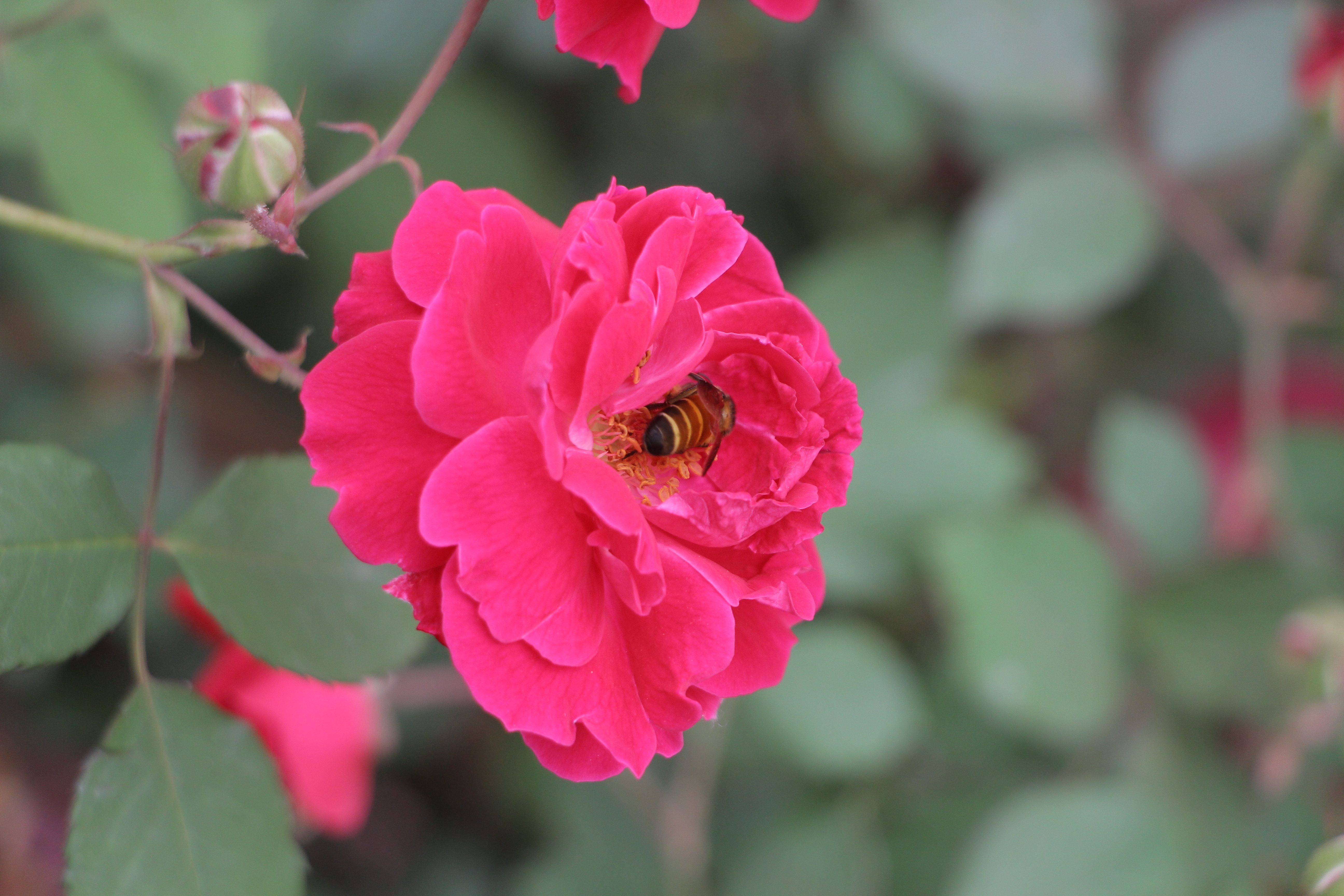 Close-up of Pink Rose with Bee Collecting Pollen · Free Stock Photo