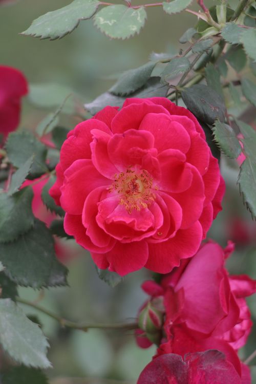 Free Close-up of a vibrant red rose in full bloom, showcasing delicate petals and rich color. Stock Photo