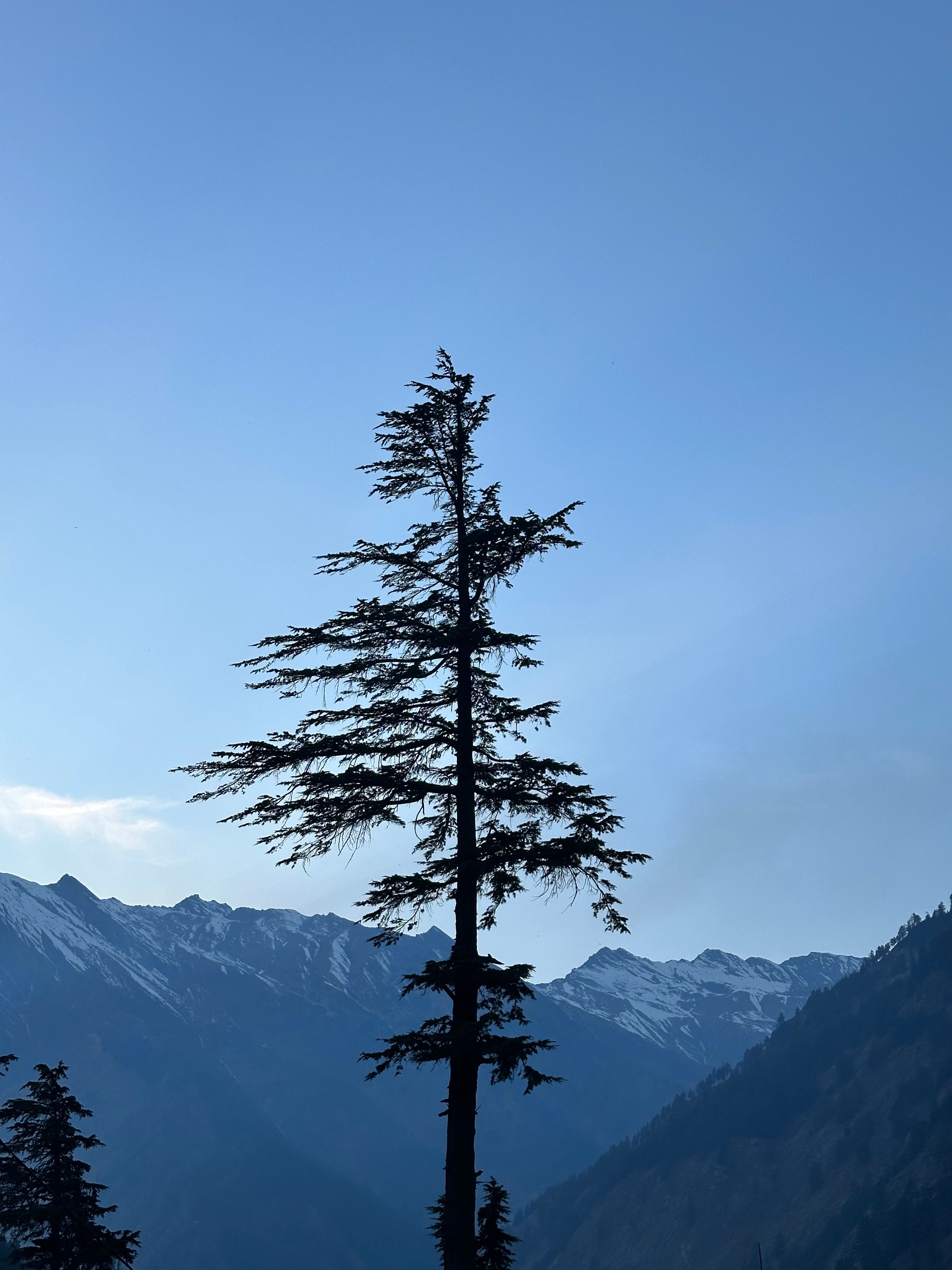 Majestic Cedar Tree Against Himalayan Peaks · Free Stock Photo