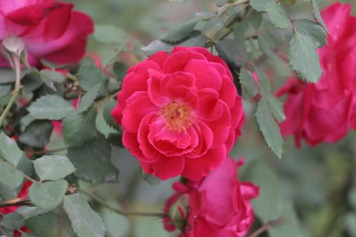 Free Close-up of vibrant red roses blooming with lush green leaves in a garden. Stock Photo