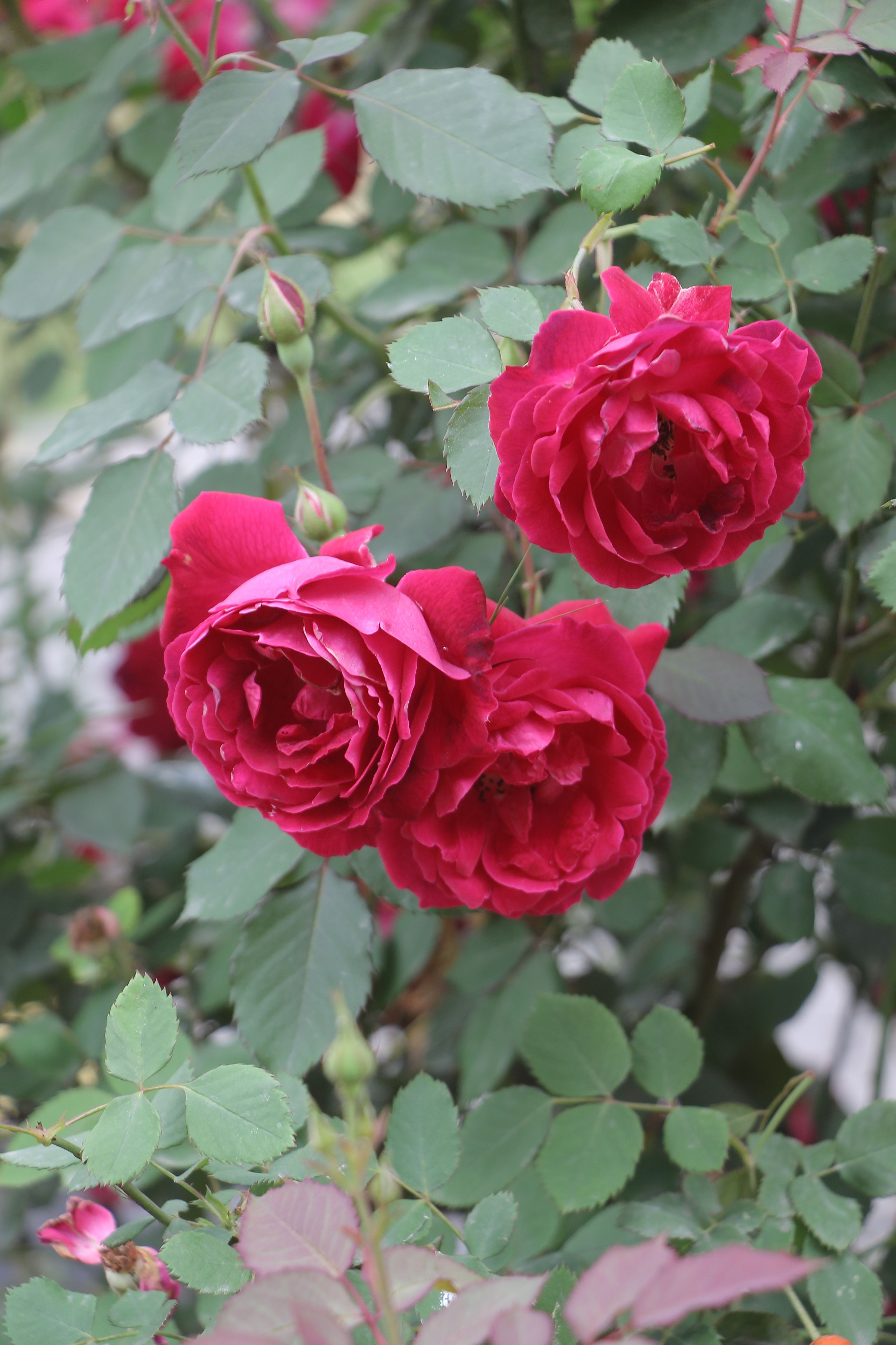 Vibrant Red Roses in Full Bloom · Free Stock Photo