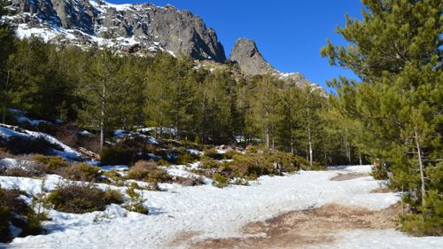 Free Scenic view of snowy mountains and evergreen trees in Asco, Corsica, France. Stock Photo