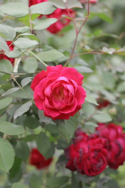 Free Close-up of vibrant red roses blooming amidst green leaves, capturing natural beauty. Stock Photo