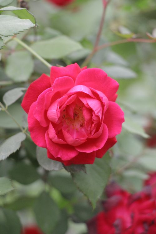 Free Close-up of a vibrant red rose flower blooming amidst lush green leaves in a garden setting. Stock Photo