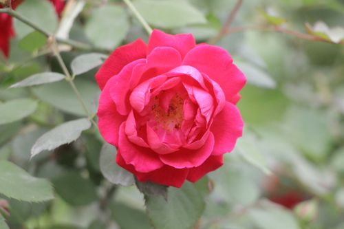 Free Bright red rose in full bloom against a blurred green leafy background, showcasing nature's beauty. Stock Photo