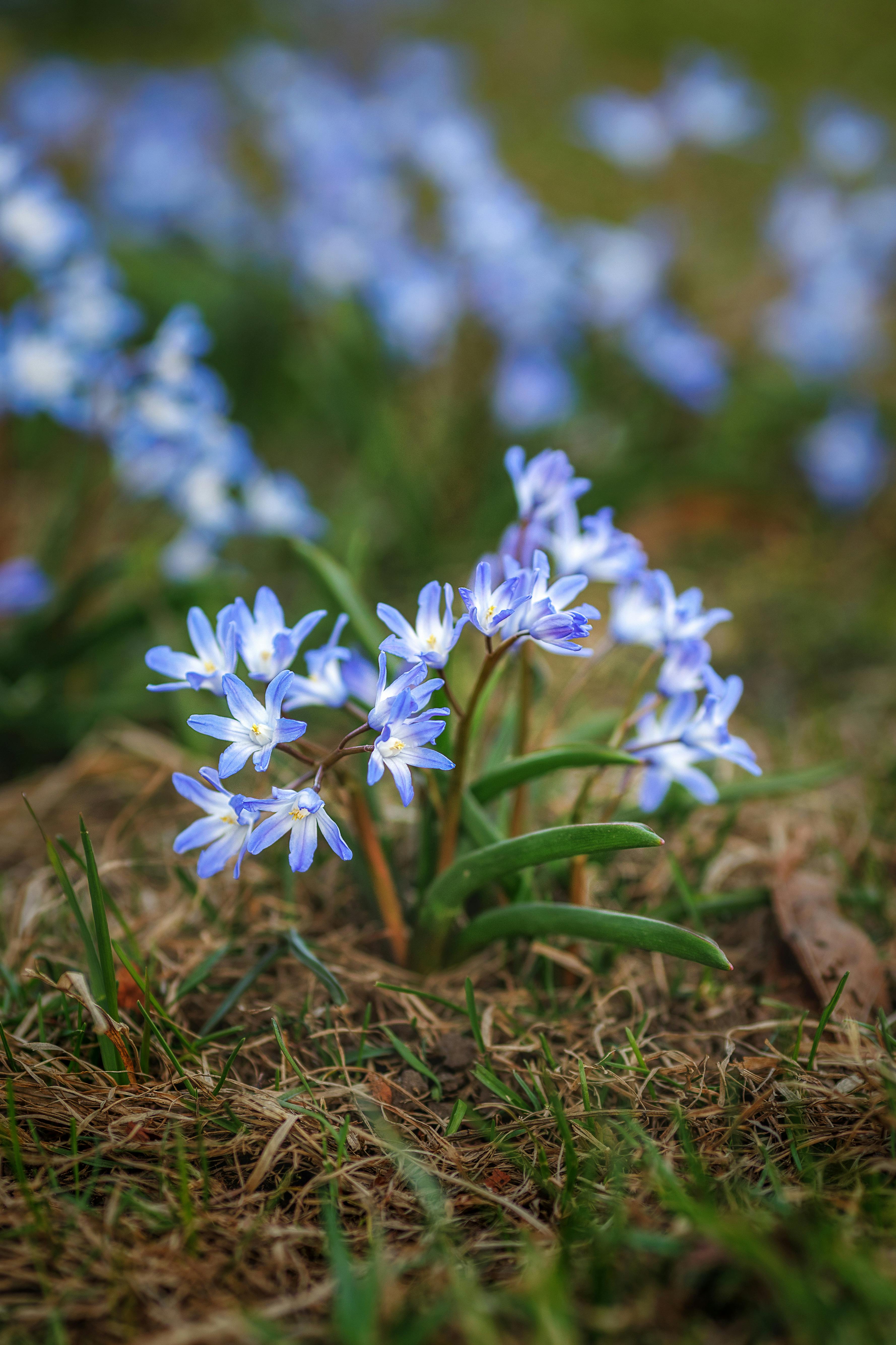 [ColoSach]-vibrant-blue-scilla-flowers-blooming-in-nature,-capturing-the-essence-of-spring-outdoors.