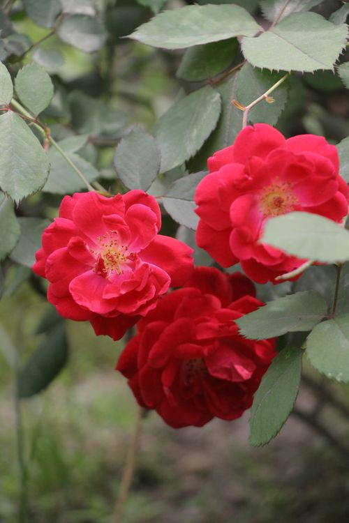 Free Close-up of vibrant red roses showcasing their natural beauty and detailed petals. Stock Photo