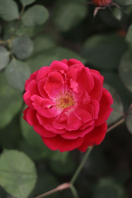 Free Close-up of a vibrant red rose in bloom surrounded by lush green leaves. Stock Photo