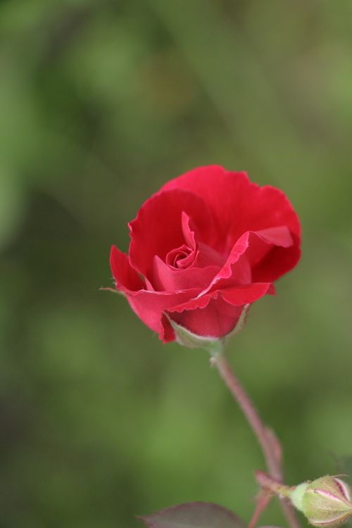Free A detailed close-up of a red rose in full bloom against a soft green background, symbolizing beauty and romance. Stock Photo