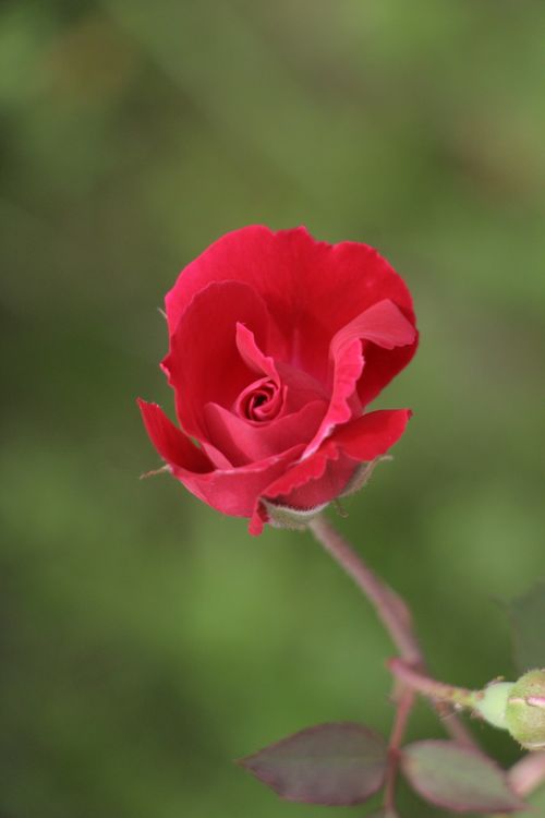 Free Delicate red rose bloom against a vibrant green backdrop, symbolizing beauty. Stock Photo