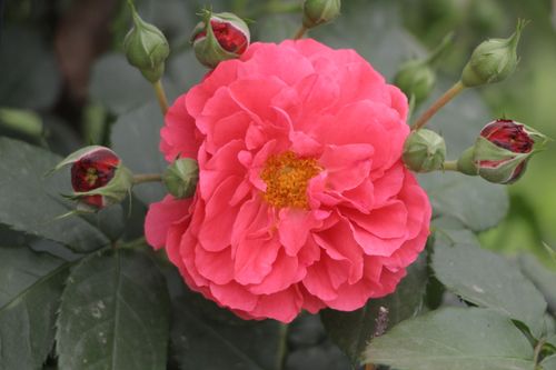 Free Close-up of a vivid pink rose surrounded by green buds, showcasing natural beauty. Stock Photo