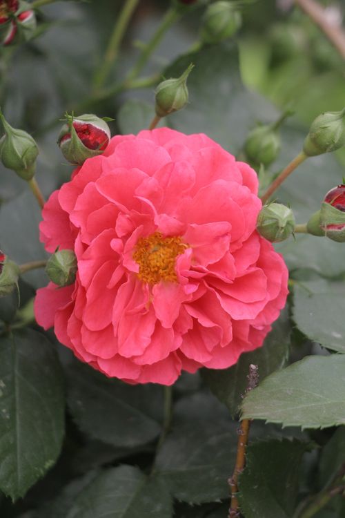 Free Close-up of a vibrant pink rose in full bloom surrounded by buds, ideal for floral-themed projects. Stock Photo