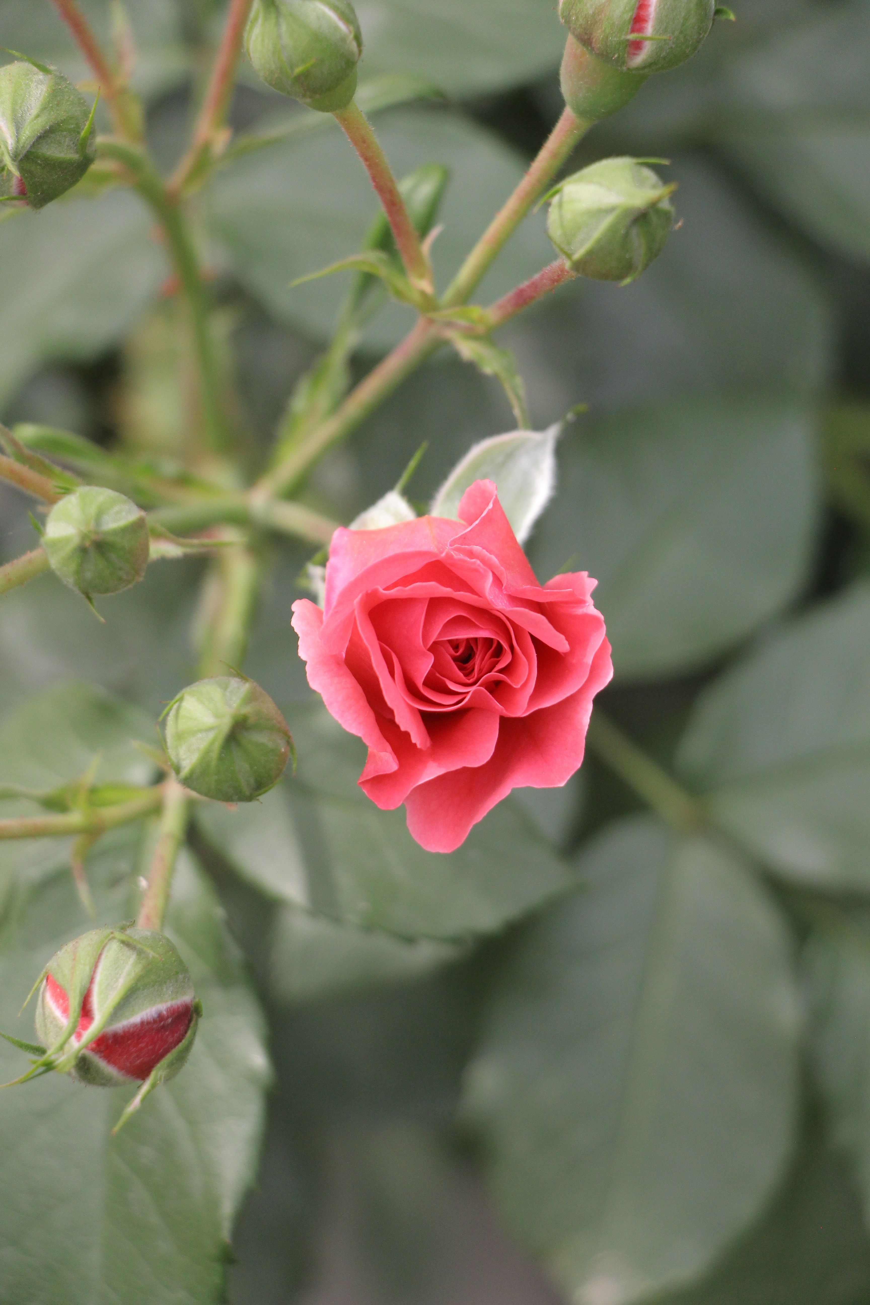 Vibrant pink rose fully bloomed surrounded by green buds and foliage, captured outdoors.