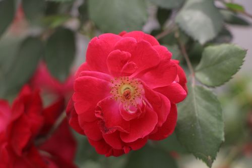 Free A stunning close-up of a vibrant red rose in full bloom, showcasing detailed petals. Stock Photo