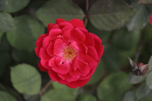 Free A stunning close-up of a vibrant red rose with rich green leaves in the background, captured outdoors. Stock Photo