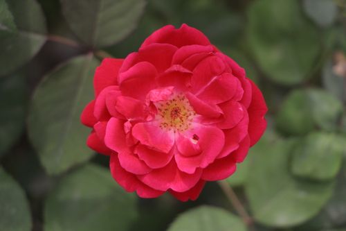 Free A close-up of a vibrant red rose bloom with lush green leaves, capturing natural beauty. Stock Photo