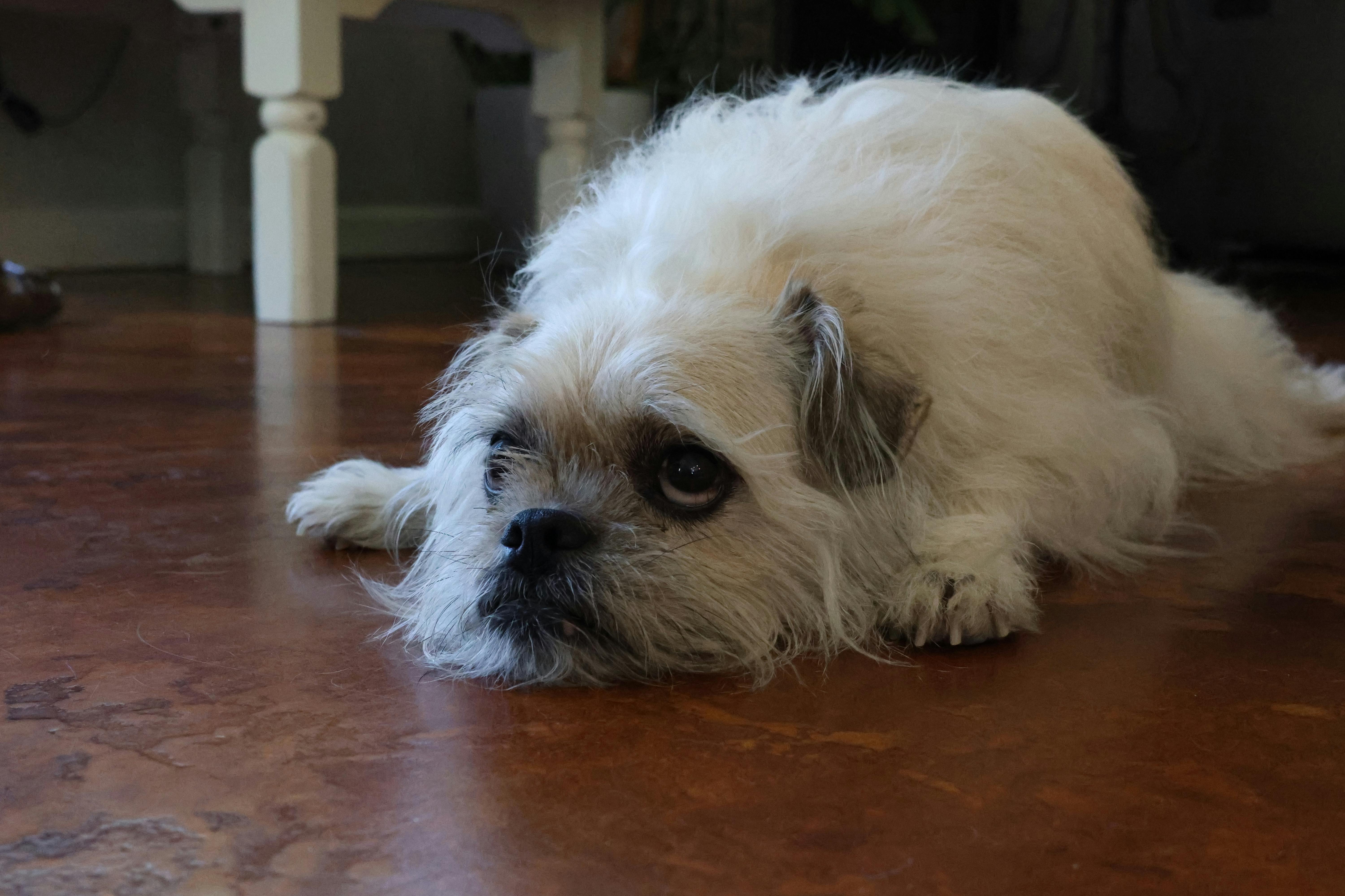 pet care pet health — Photo by Solé  Gomez on Pexels