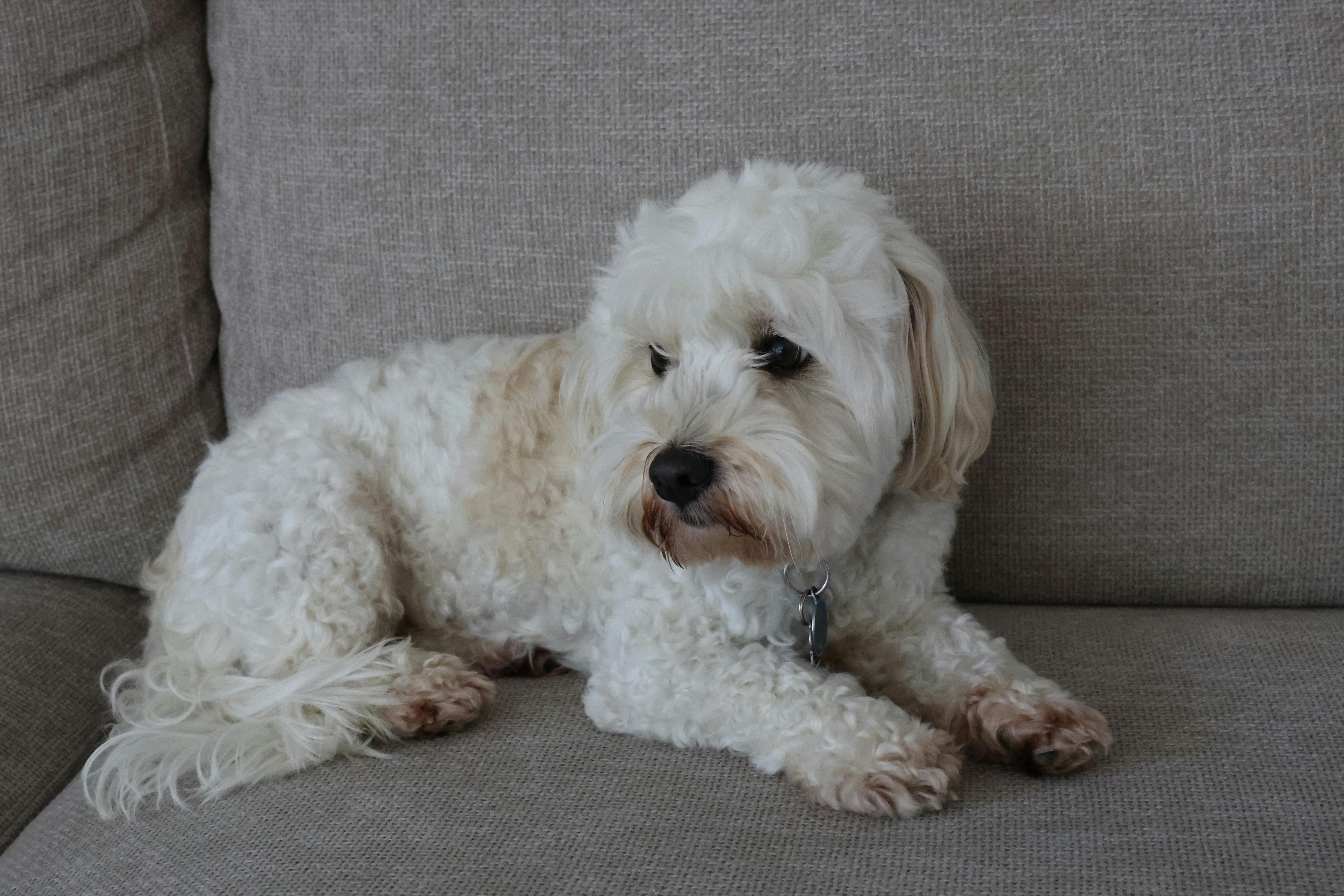 pet insurance veterinary costs — Photo by Solé  Gomez on Pexels