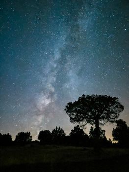 A serene night view of the Milky Way above a tree silhouette in Konya, Türkiye.