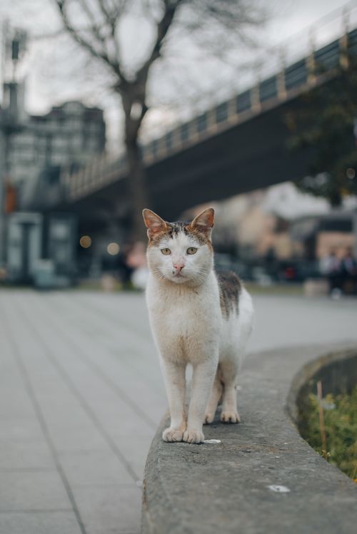 Free A curious street cat stands on a concrete ledge in an urban area near a bridge, blurred cityscape in the background. Stock Photo