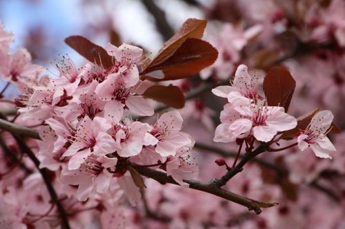 Free Beautiful cherry blossoms showcasing spring in Ankara, Türkiye. Stock Photo