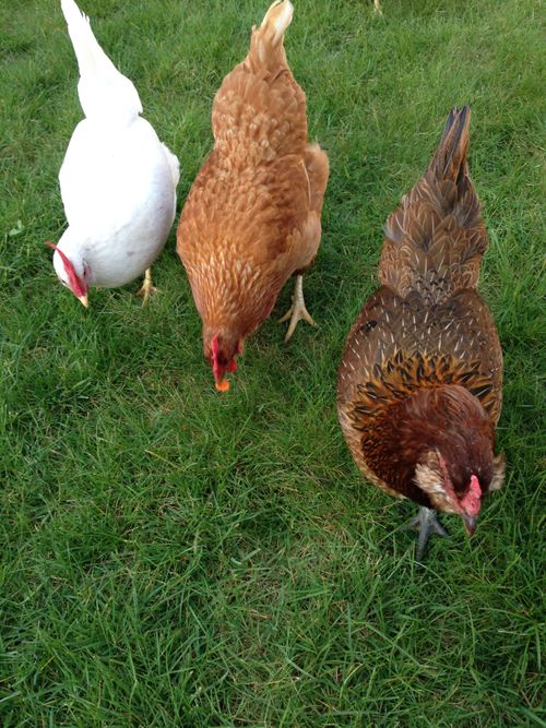 Free Three chickens pecking on green grass in a summer setting. Stock Photo
