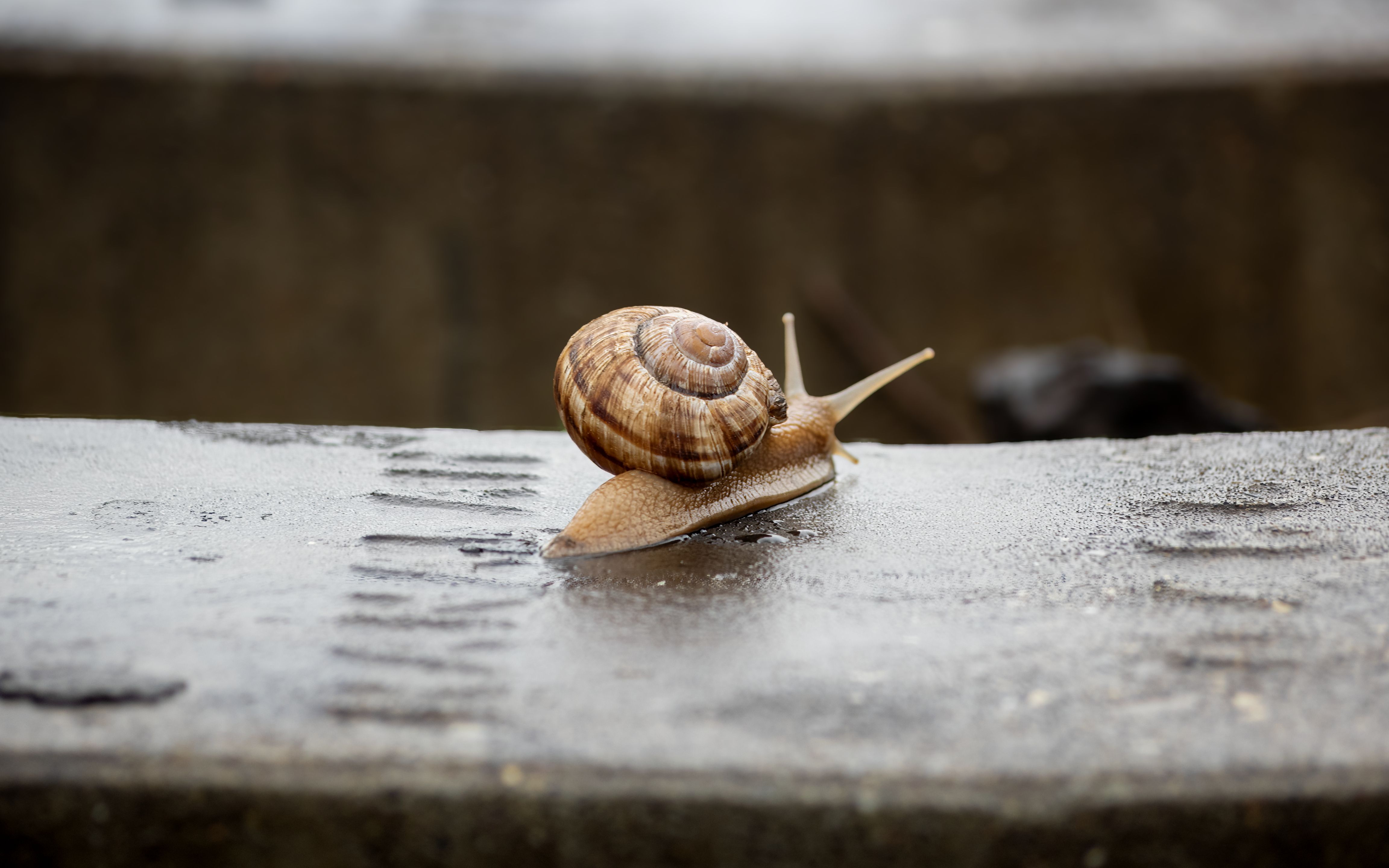 Macro shot of a snail crawling on a damp concrete ledge outdoors.