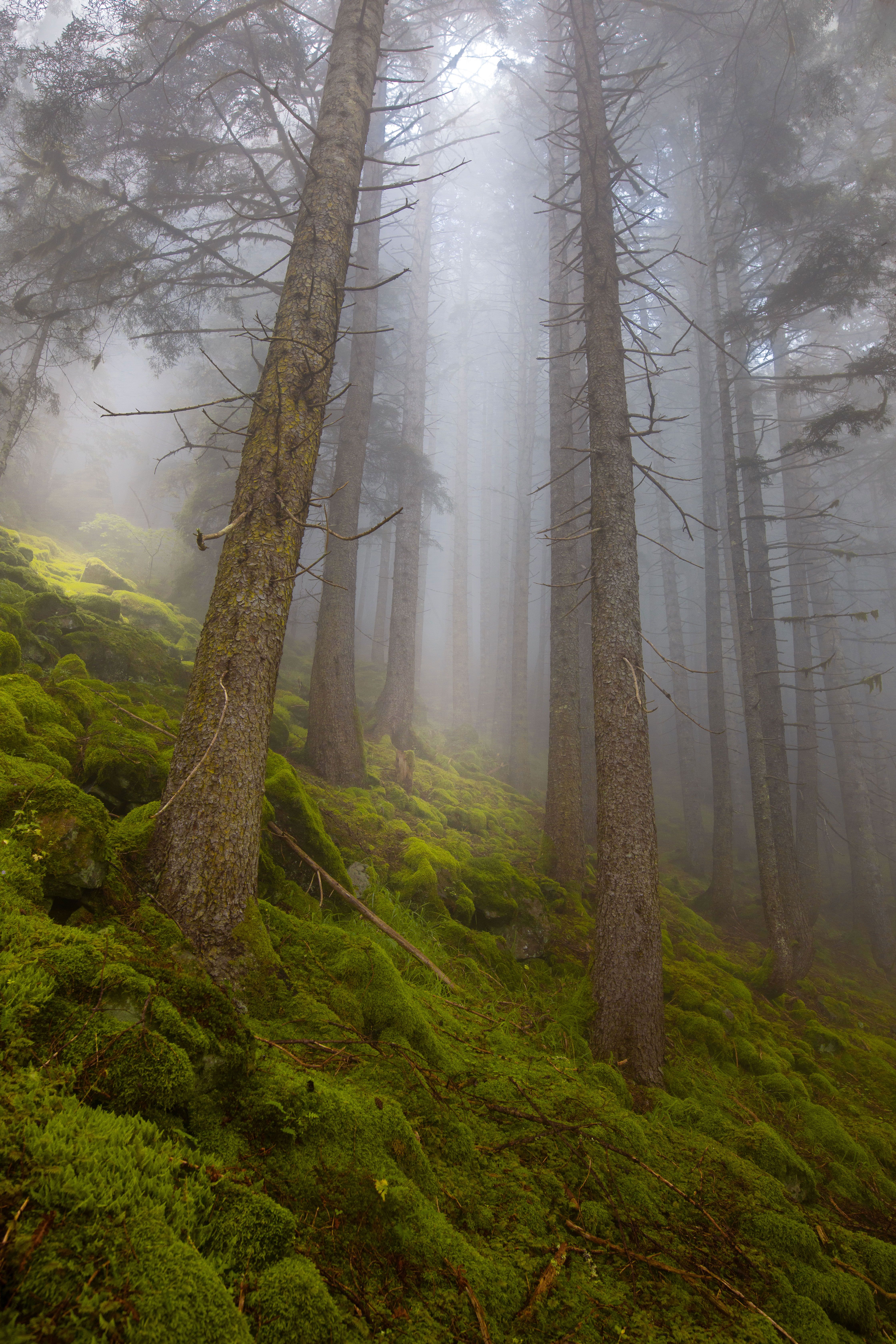Misty Forest in Rize: A Tranquil Nature Scene · Free Stock Photo