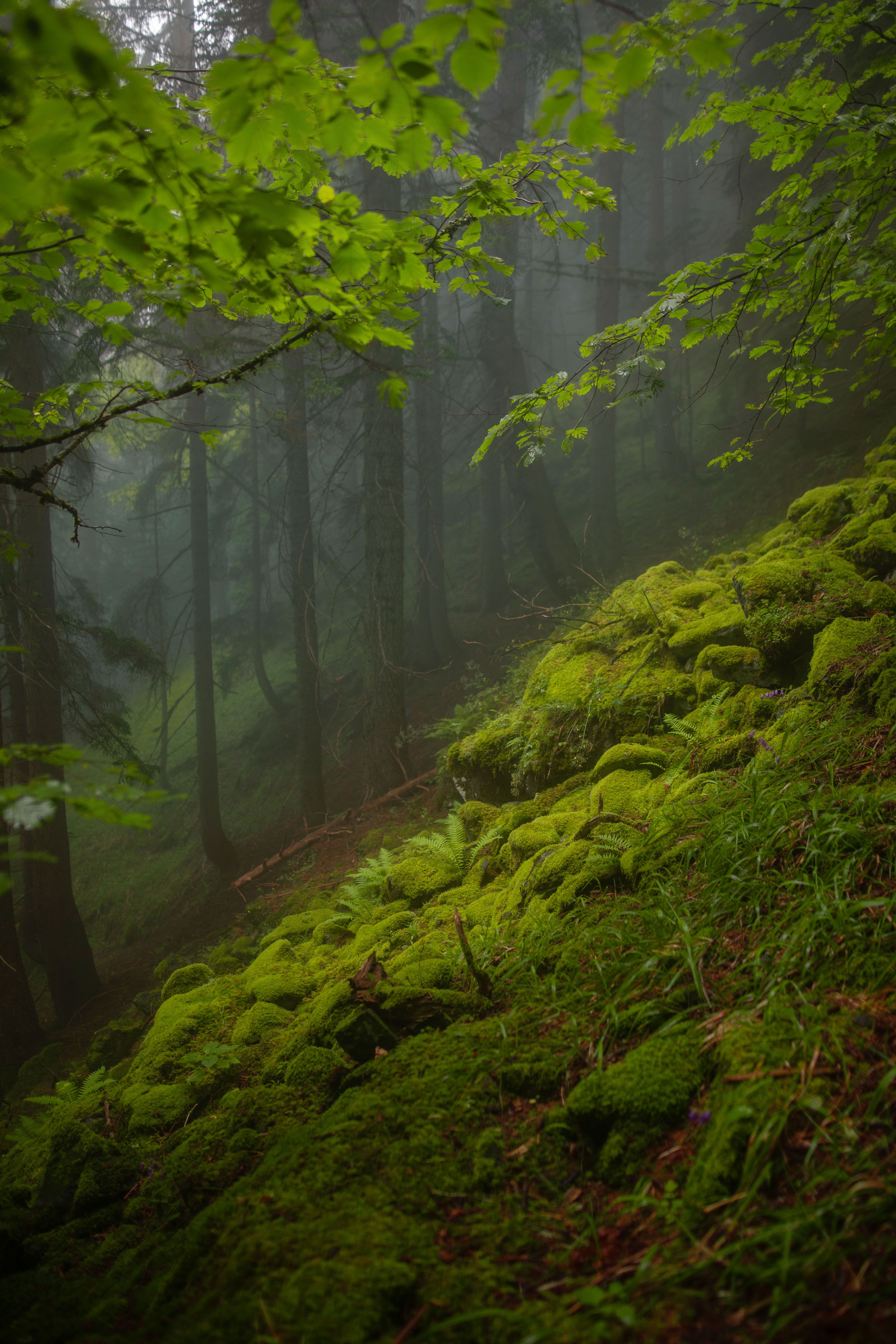 Zadarmo Svieži zelený mach a hmlisté lesné stromy vytvárajú pokojnú krajinu v Rize v Turecku. Fotka z fotobanky