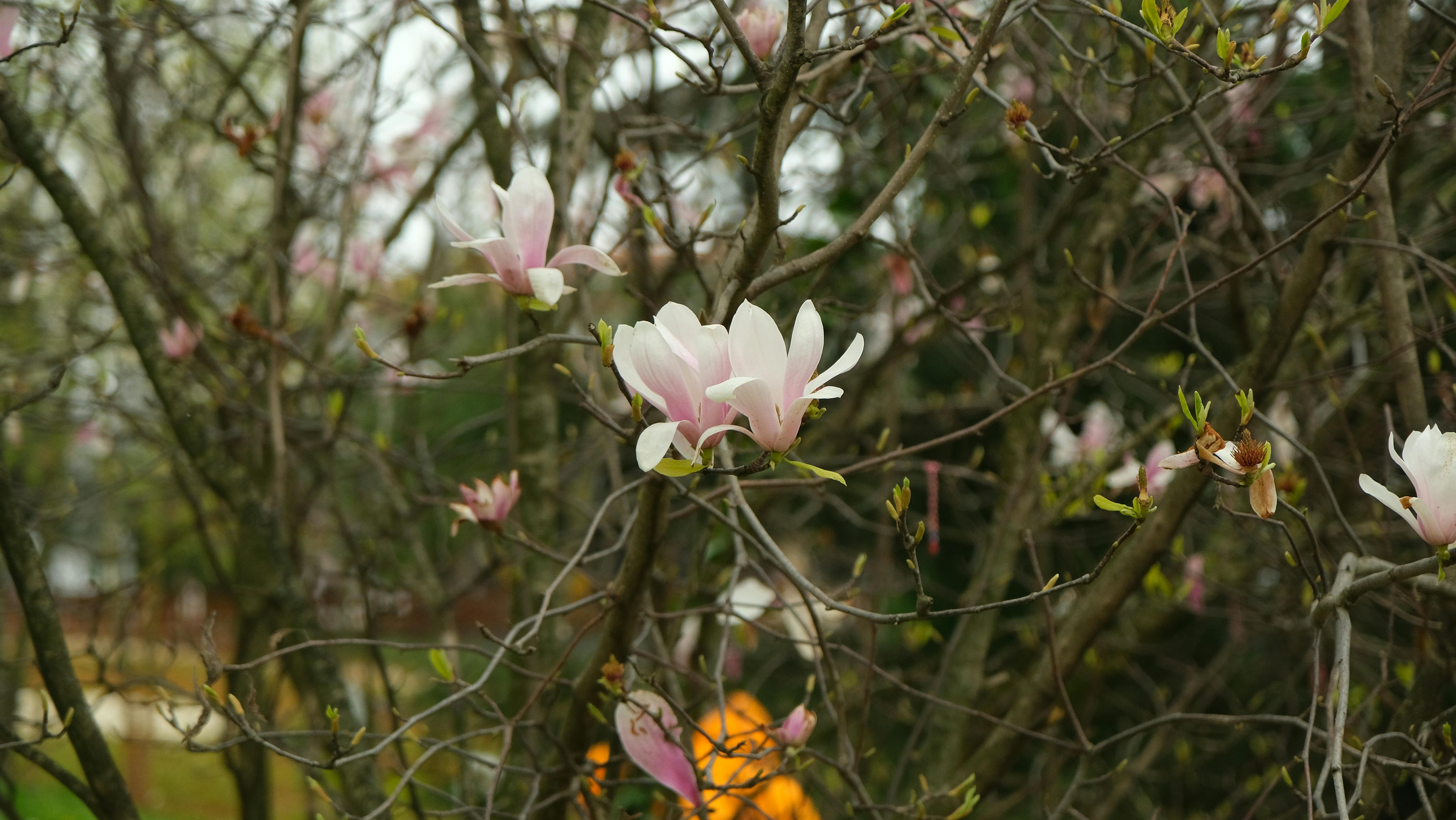 Magnolia’s AAA Hobbies To Close 2026 (Second Half). Iconic Hobby- Craft Emporium — Photo by Rahime Gül on Pexels