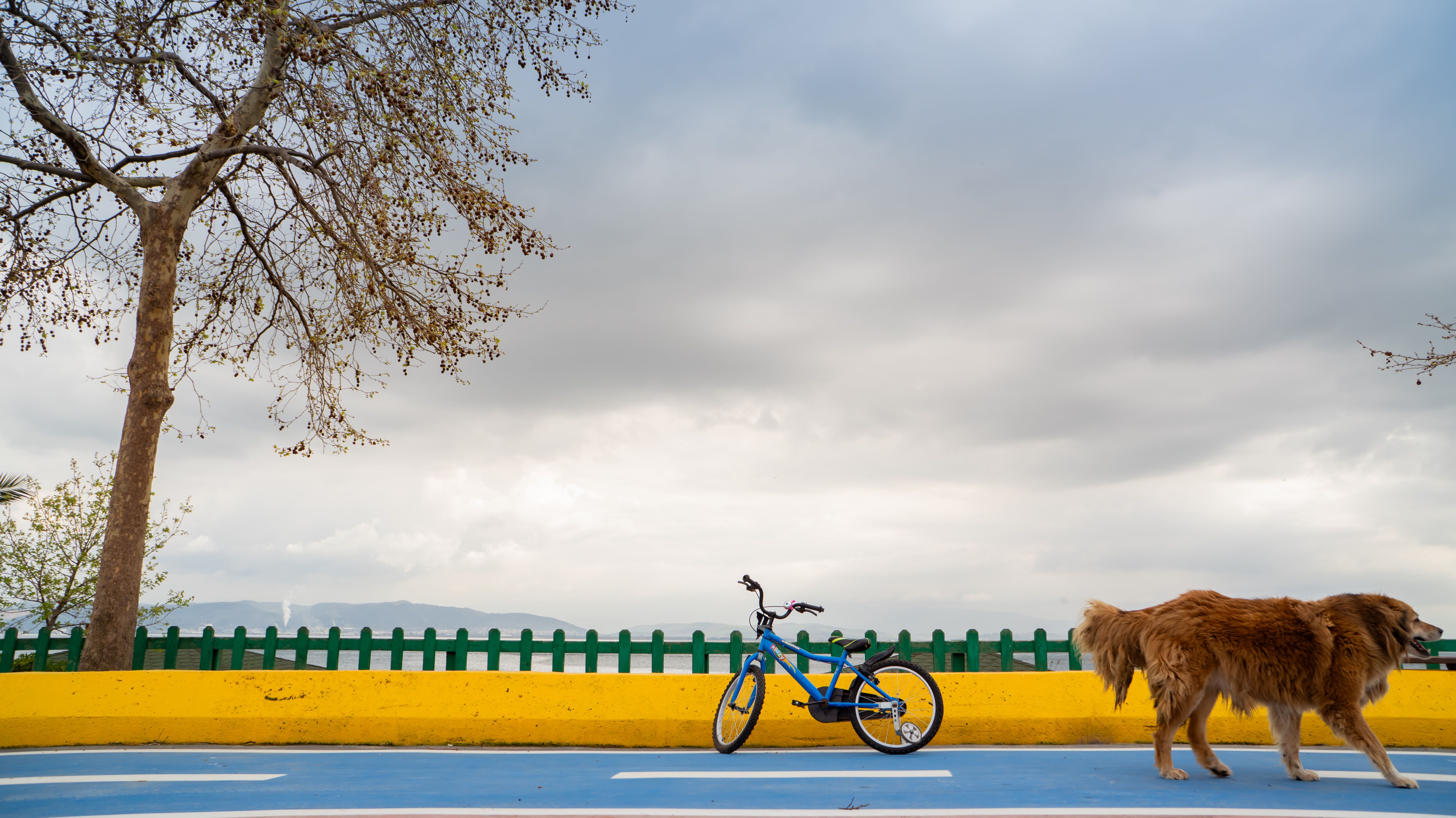 Bikejoring for Beginners: Equipment, Commands & Safe Training Plan