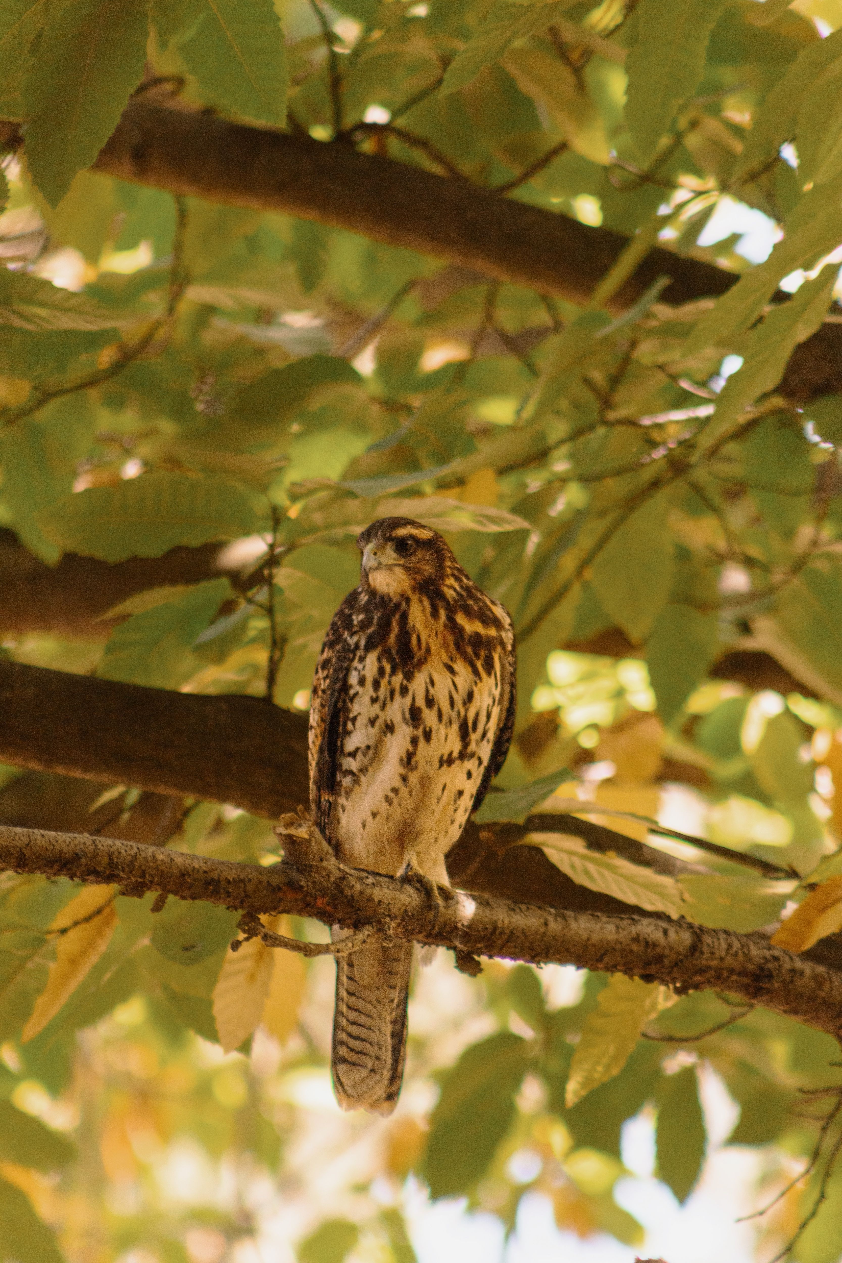 A majestic hawk sits on a branch amidst lush green foliage, showcasing nature's beauty.