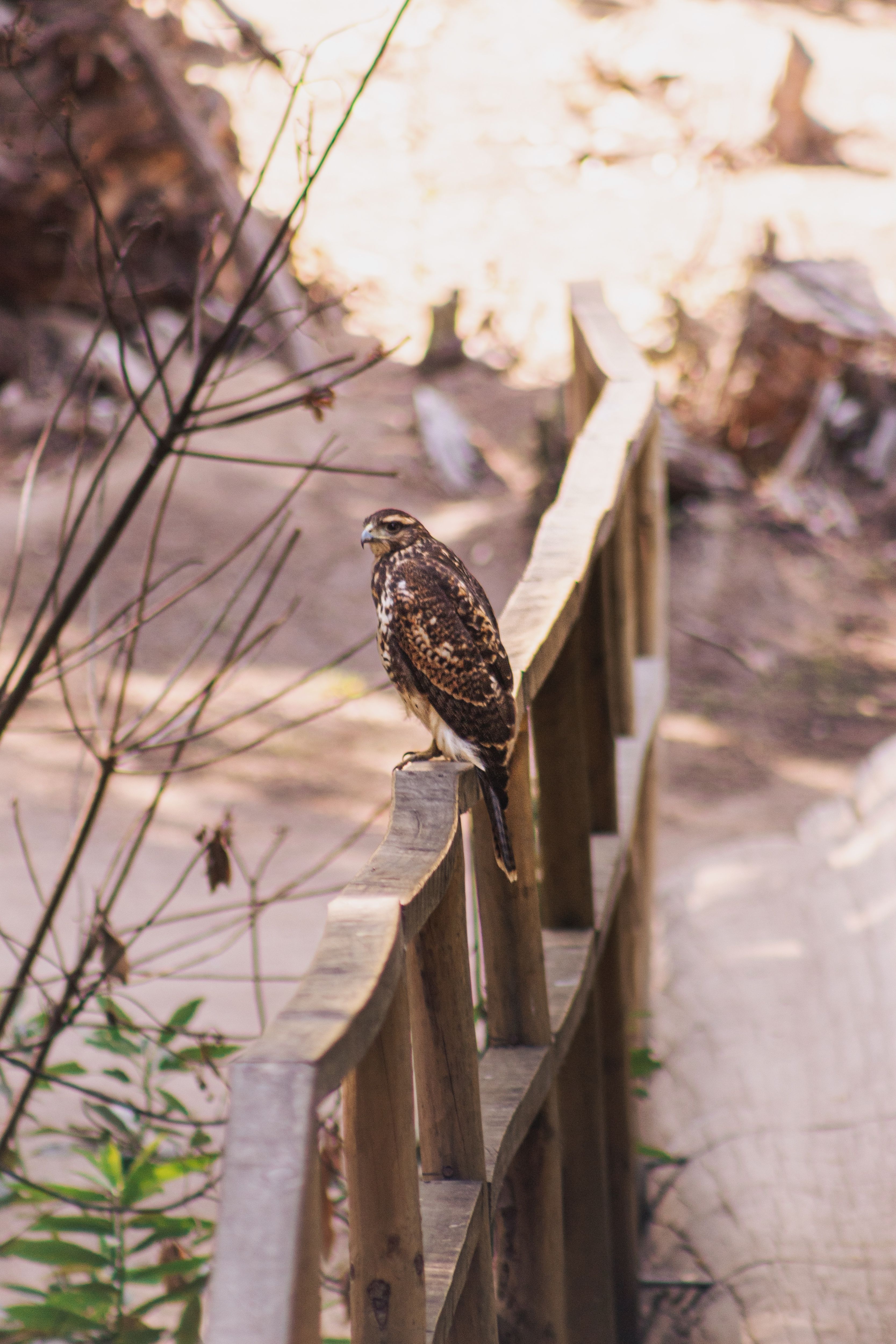 Brown Hawk Sitting on Rustic Wooden Fence · Free Stock Photo