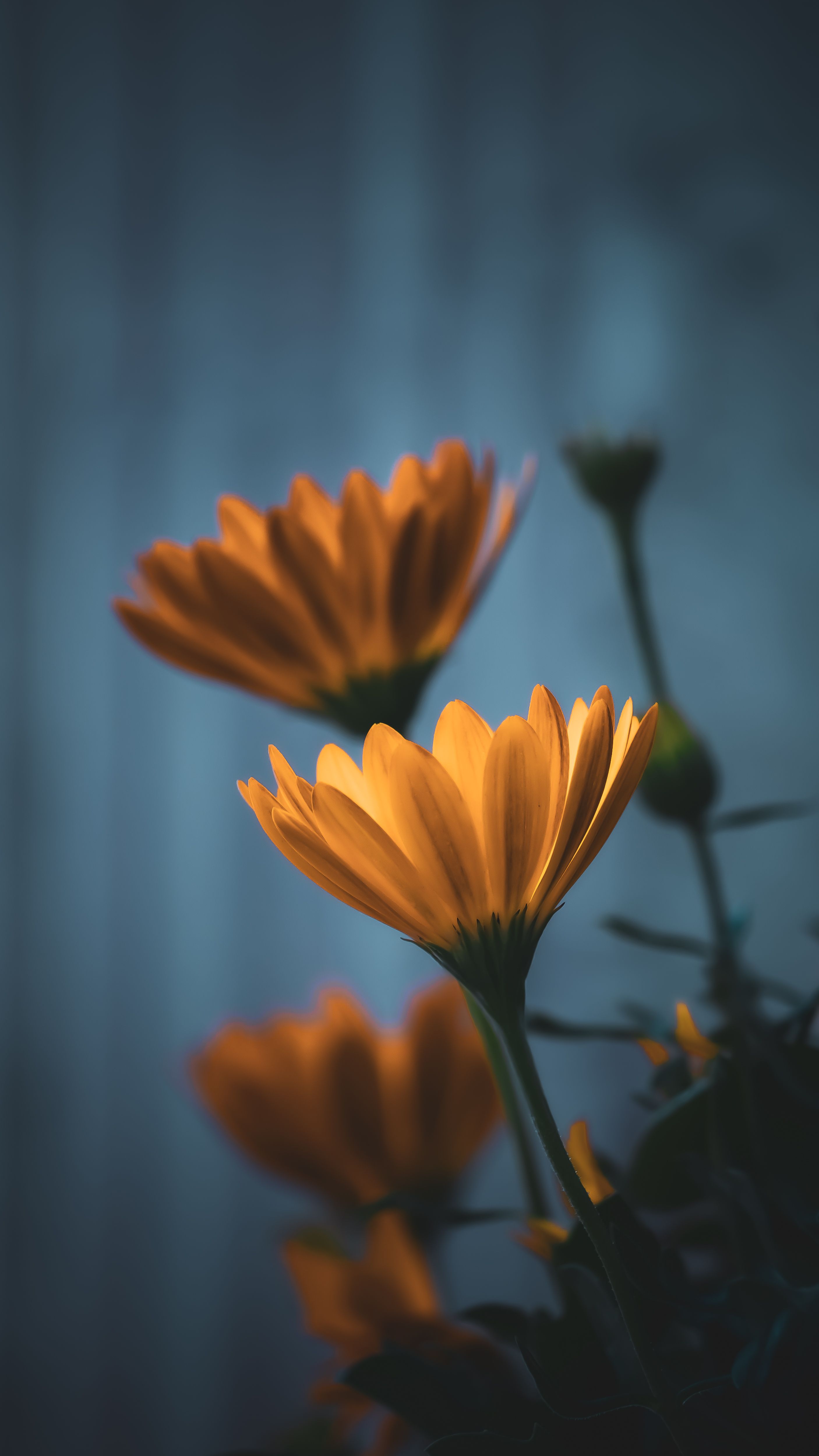 Picture of the day - selected wallpapers