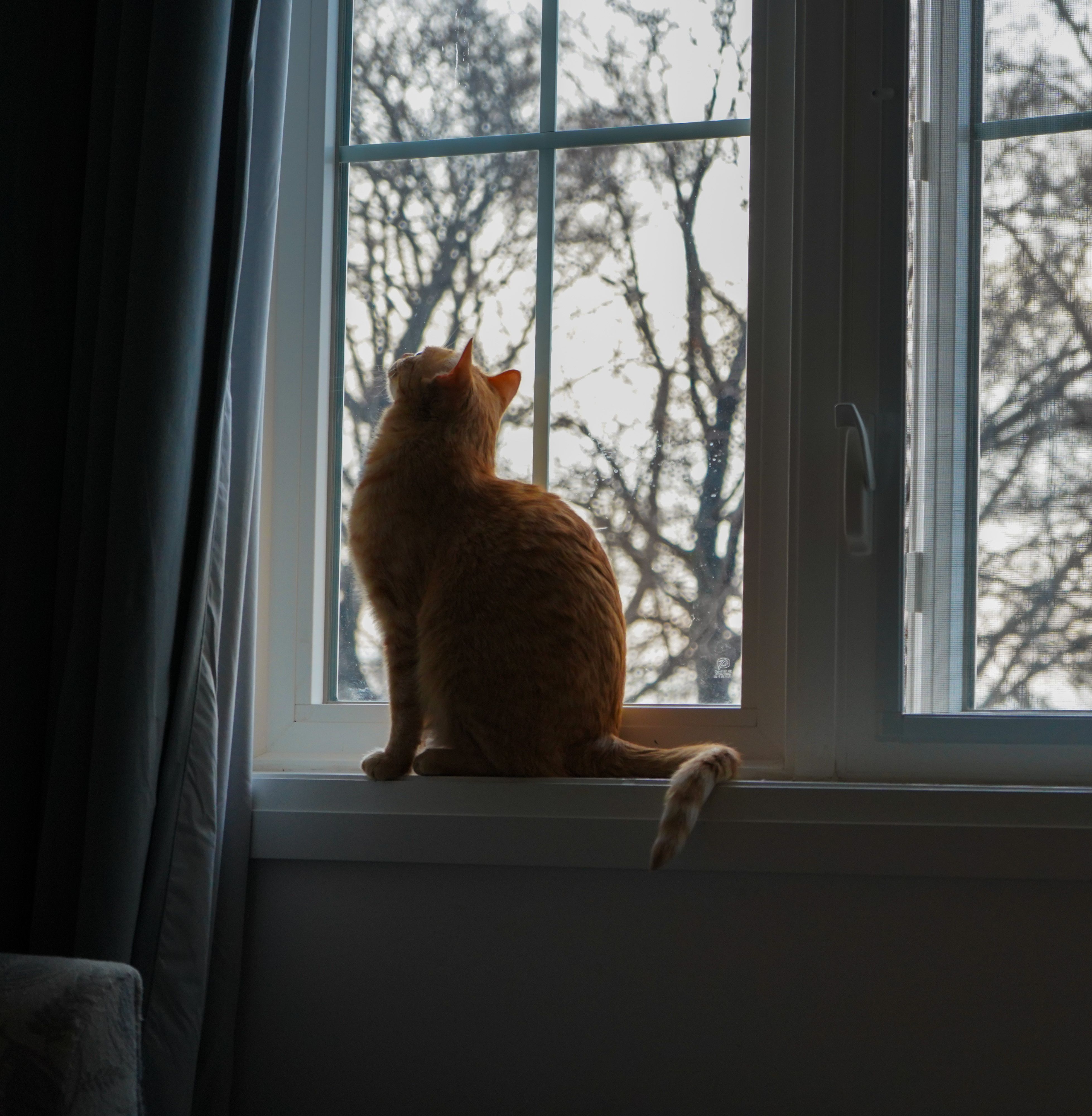 Orange Cat Sitting on Windowsill Looking Outside · Free Stock Photo