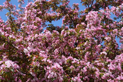 Free Close-up of a flowering crabapple tree with vibrant pink blossoms under a clear blue sky in Minnesota. Stock Photo