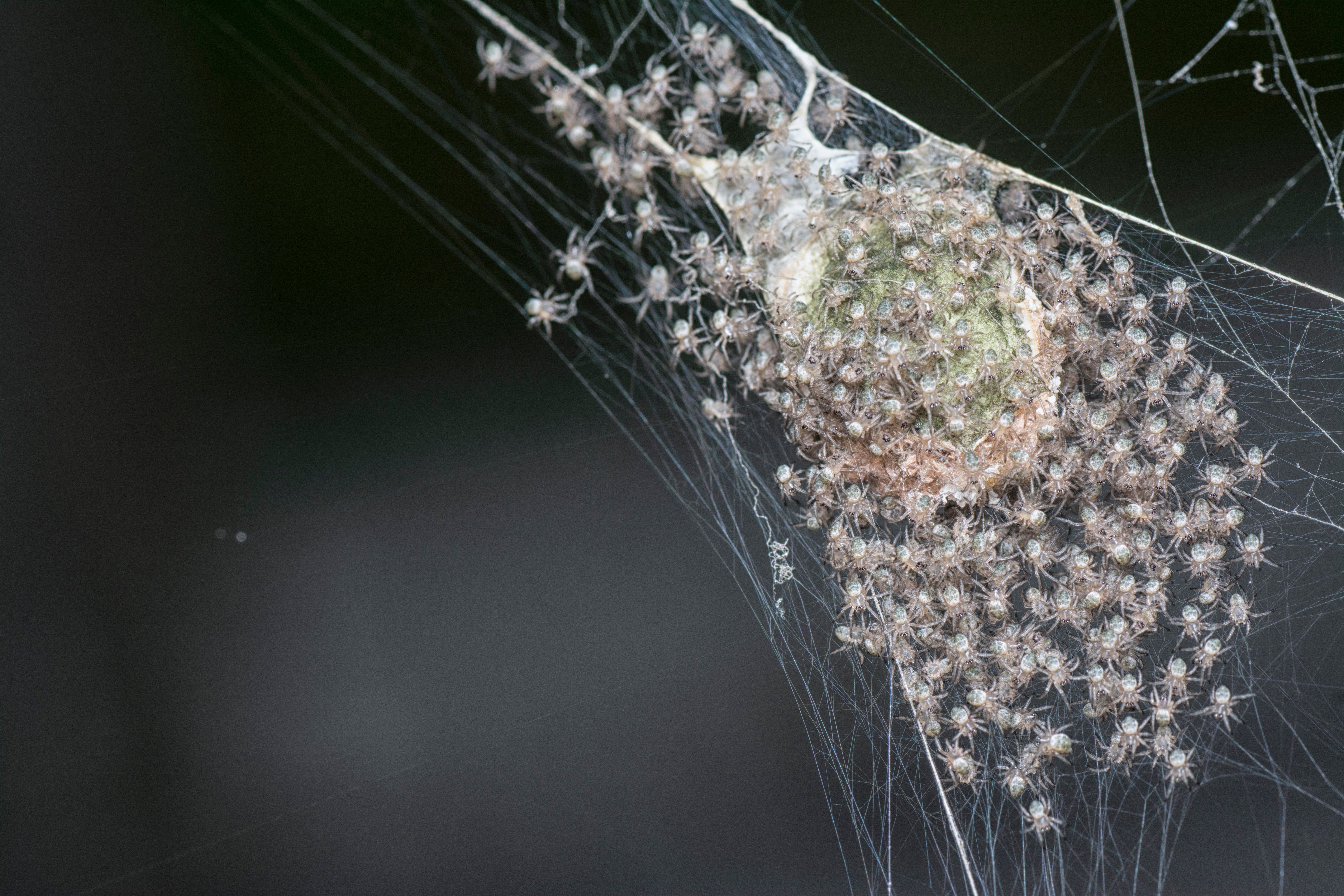 mosquito eggs hatching