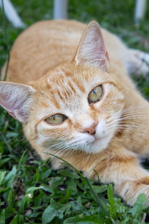 Free Charming ginger cat lying on green grass, showcasing relaxed and content demeanor. Stock Photo