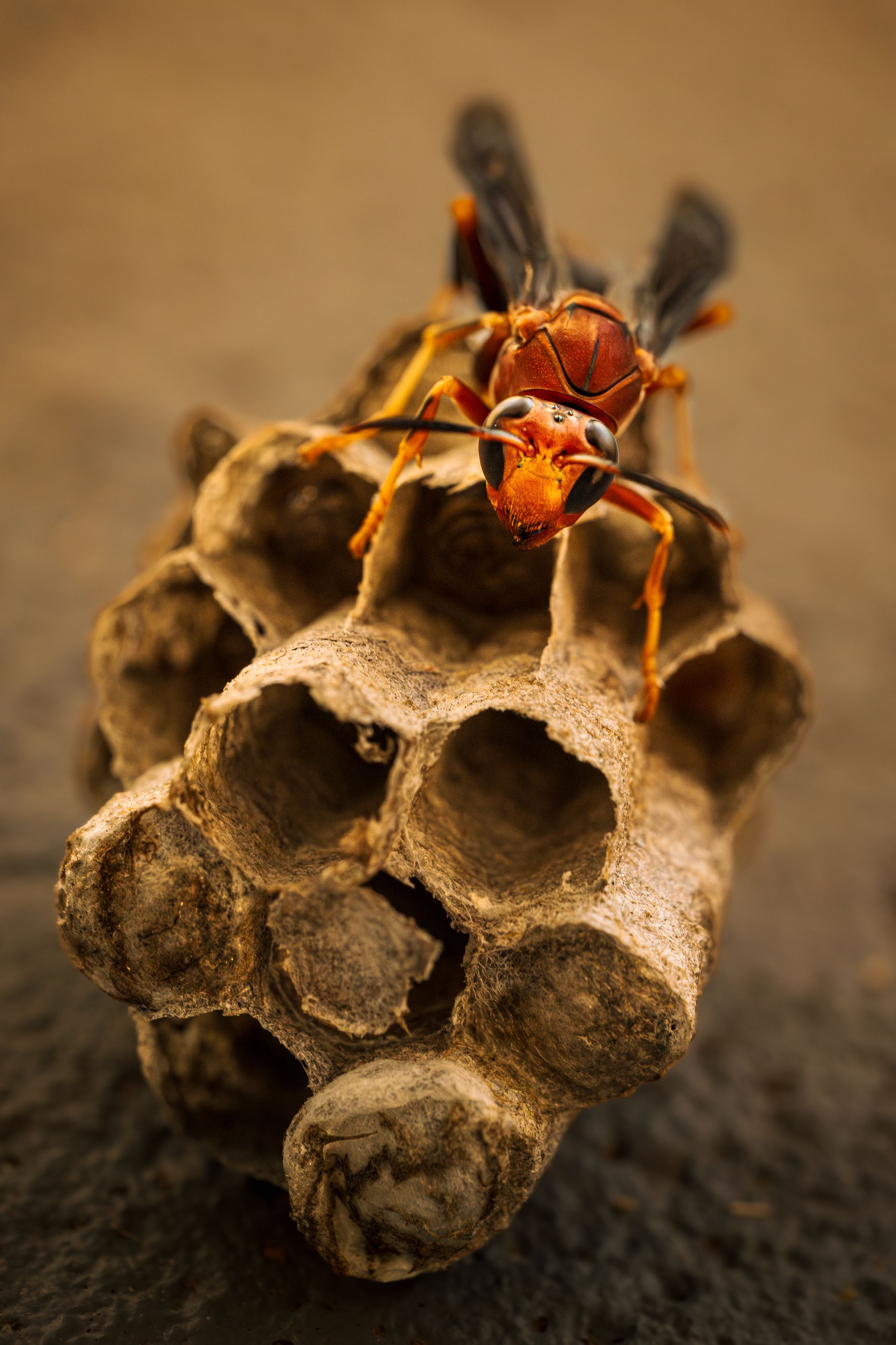 Detailed macro shot of a paper wasp on its nest, showcasing intricate textures.