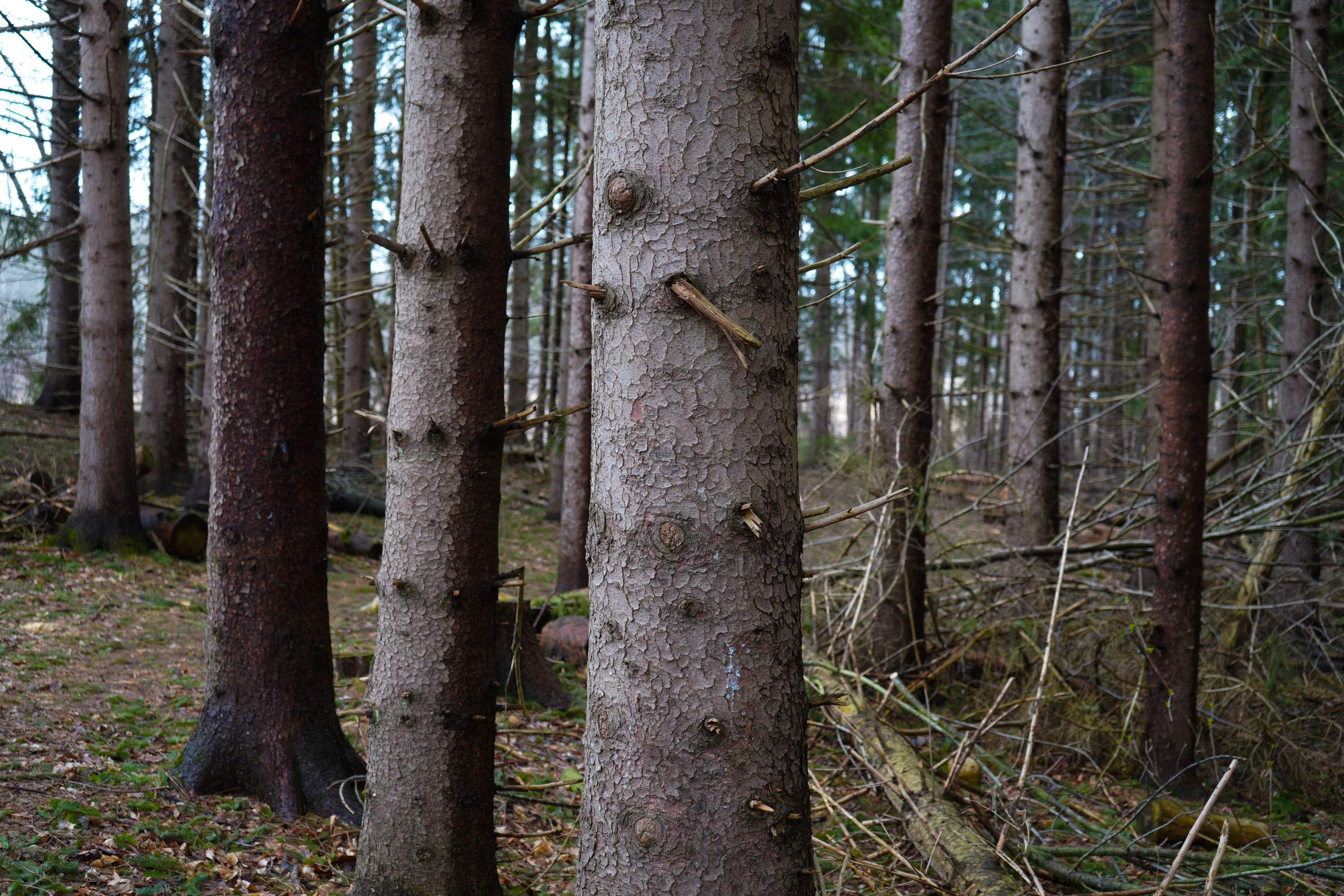 Wood; coniferous species, of pine (Pinus spp.), in the rough, whether or not stripped of bark or sapwood, or roughly squared, untreated, of which the smallest cross-sectional dimension is 15 cm or more