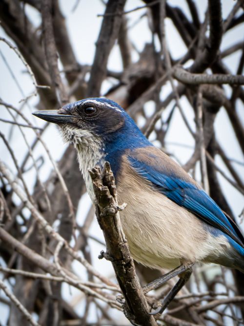 Free Close-up of a Western Scrub Jay perched on a branch among twigs and branches outdoors. Stock Photo