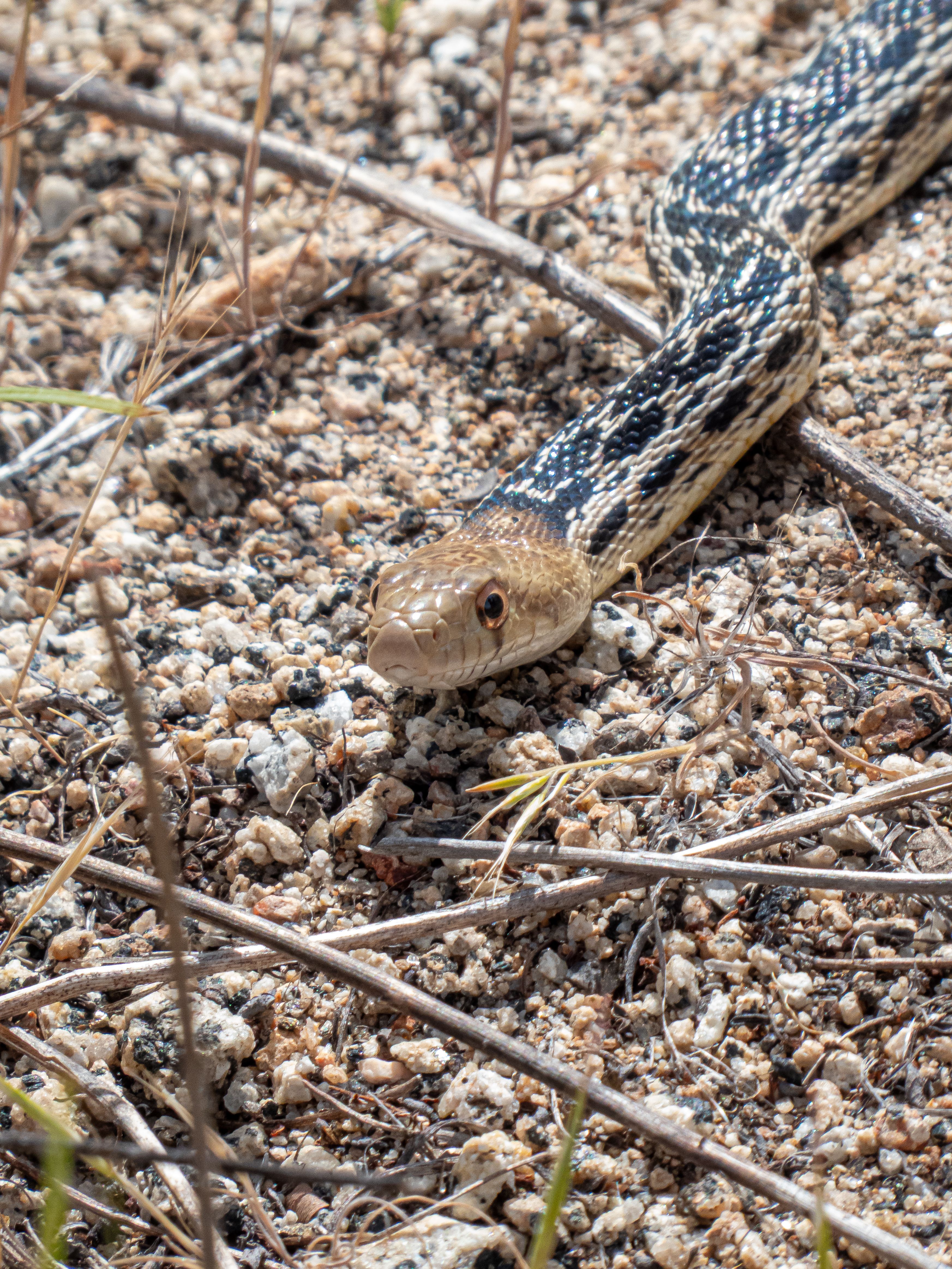 Western Gopher Snake on Rocky Terrain · Free Stock Photo