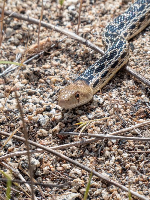 Free Close-up of a Western Gopher Snake slithering on a rocky ground in natural habitat. Stock Photo